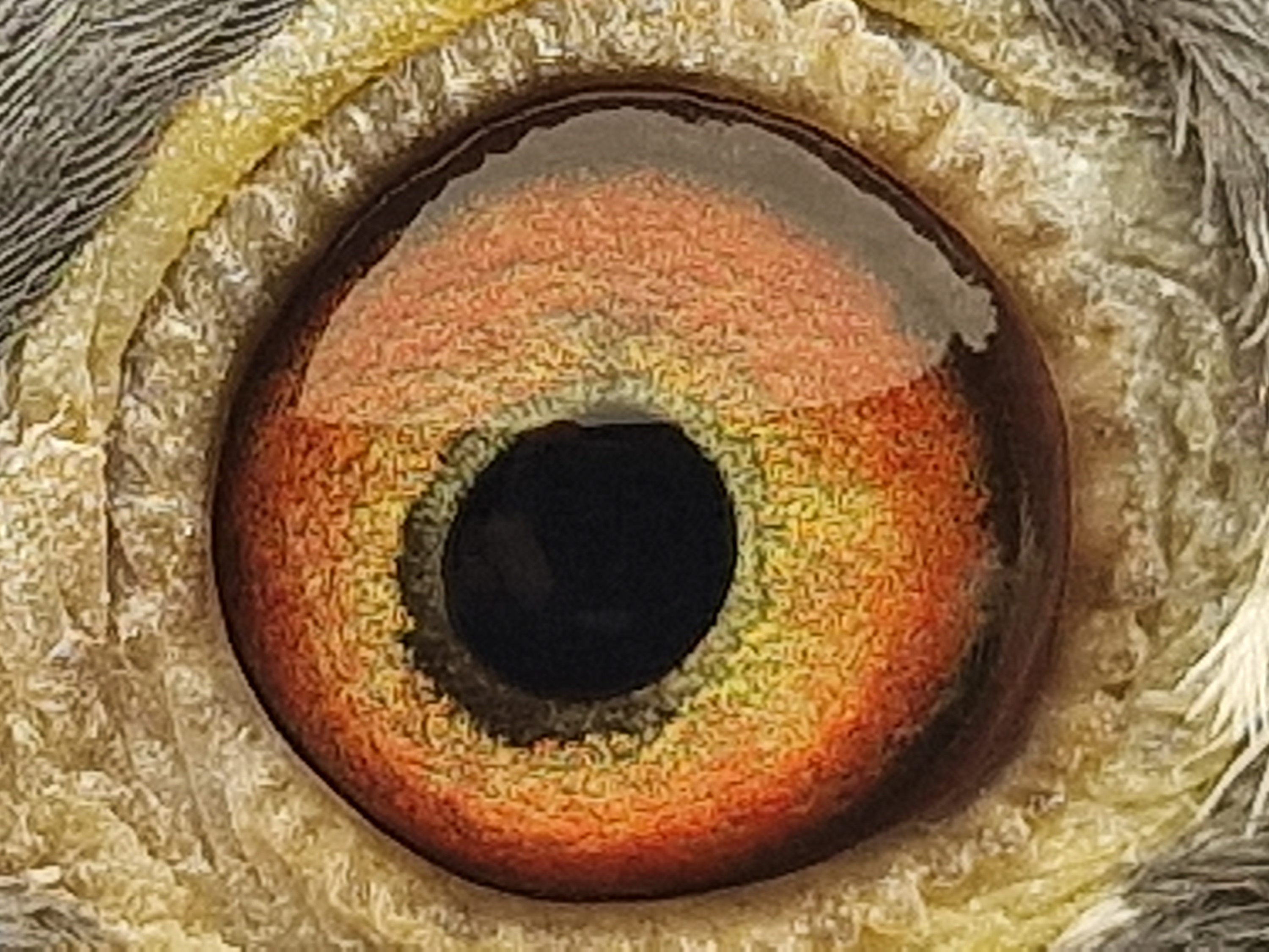 Pigeon eye